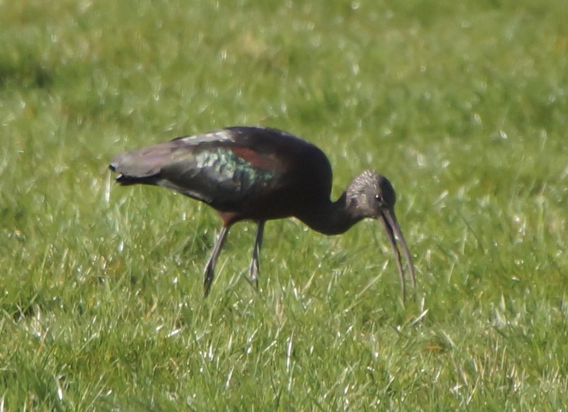 Glossy Ibis