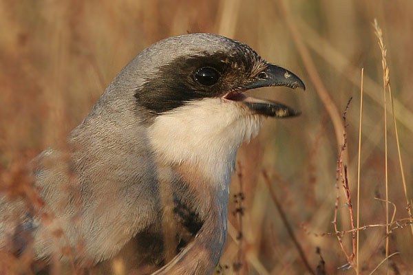 Lesser Grey Shrike