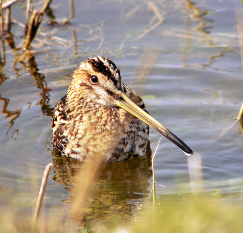 Snipe