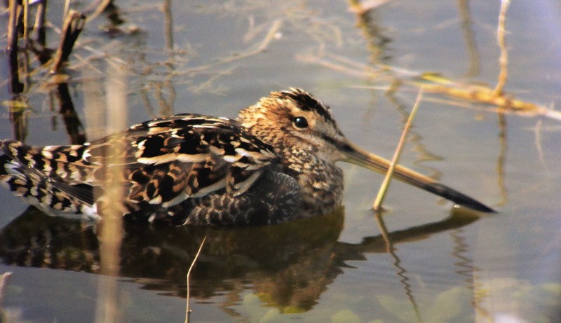 Snipe