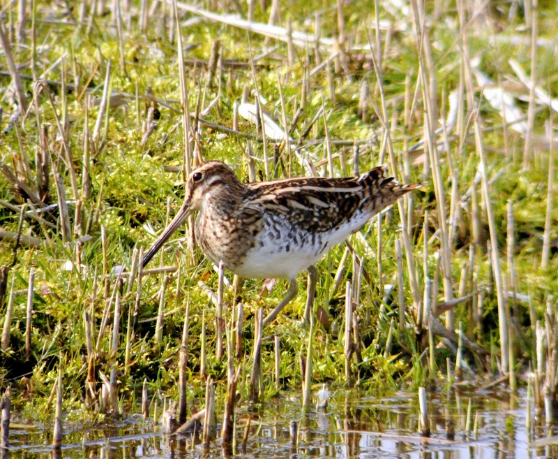 Snipe