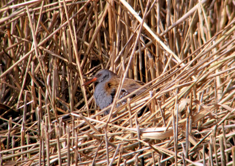 Water Rail