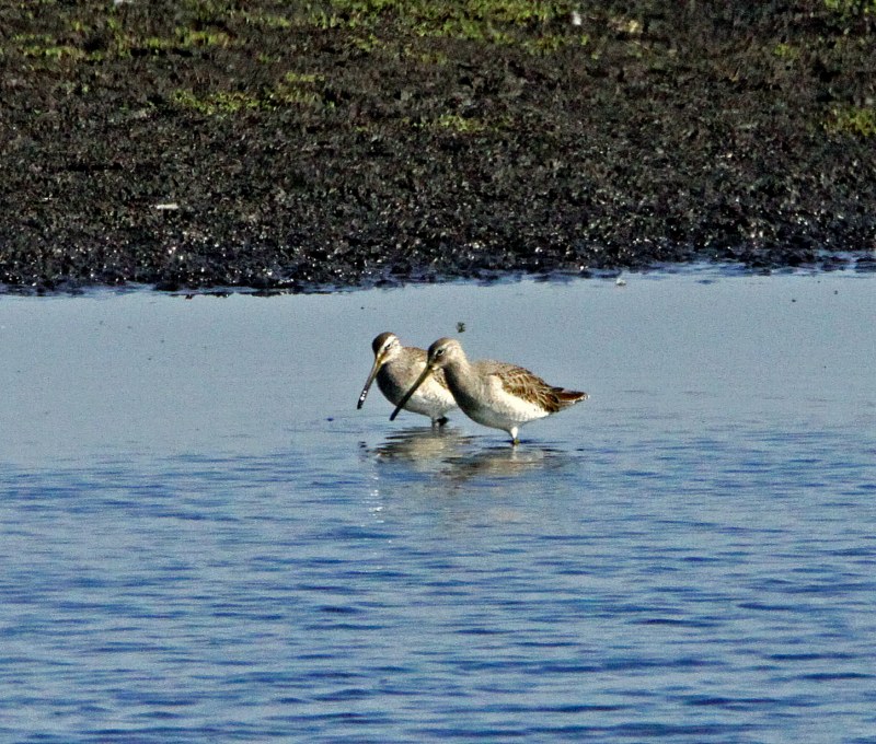 Long-billed Dowitcher