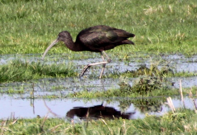 Glossy Ibis