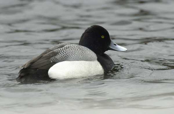 Lesser Scaup