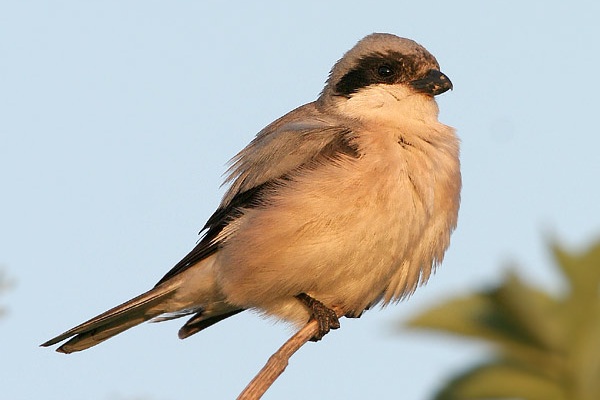 Lesser Grey Shrike