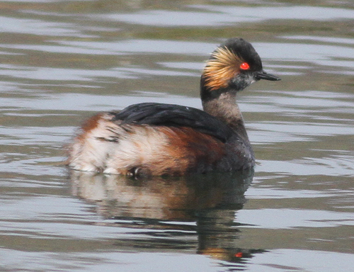 Black-necked Grebe