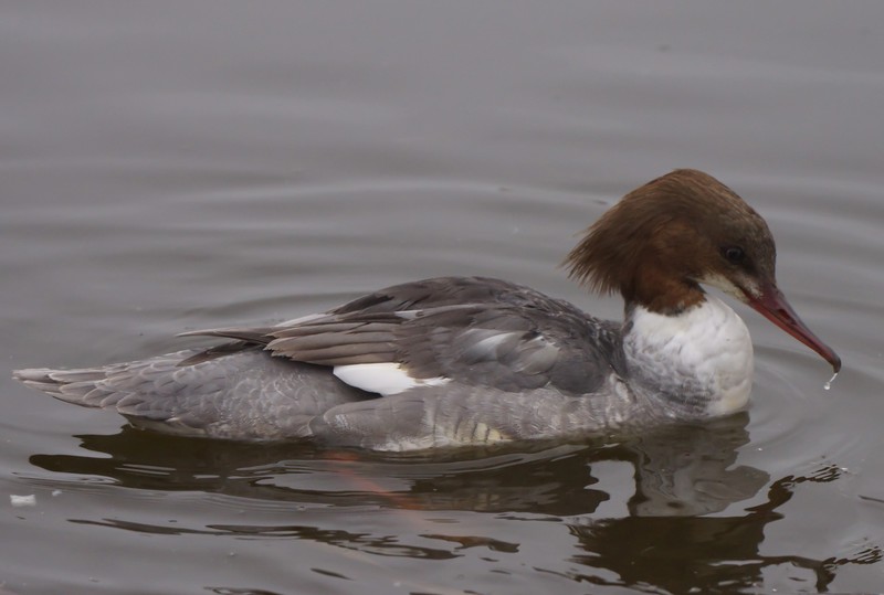 Goosander