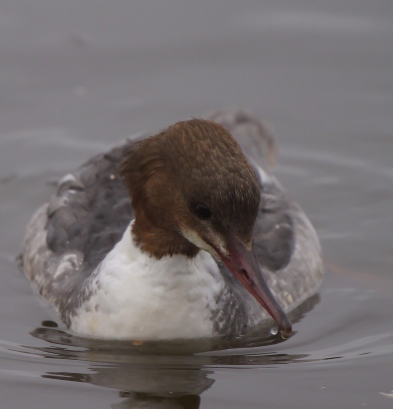 Goosander