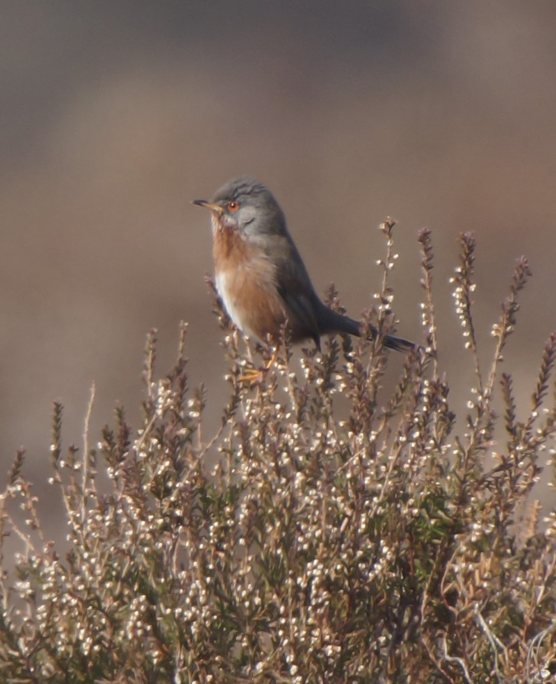 Dartford Warbler