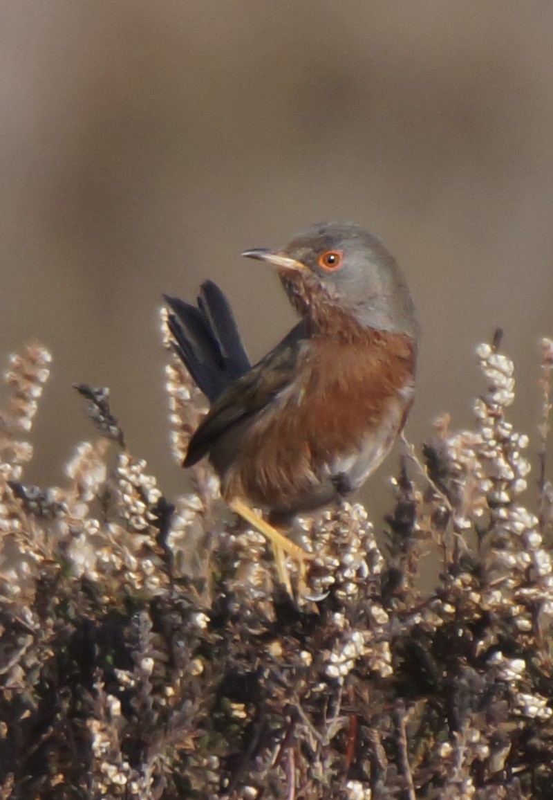 Dartford Warbler
