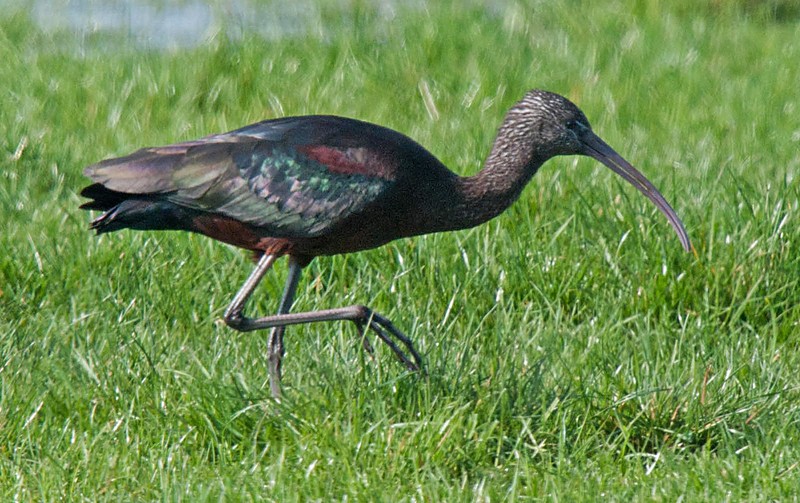 Glossy Ibis