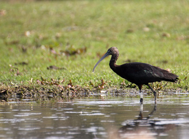Glossy Ibis
