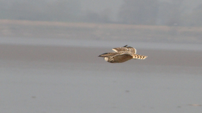 Short-eared Owl