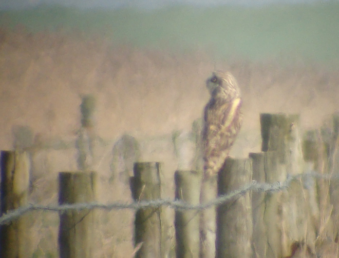Short-eared Owl