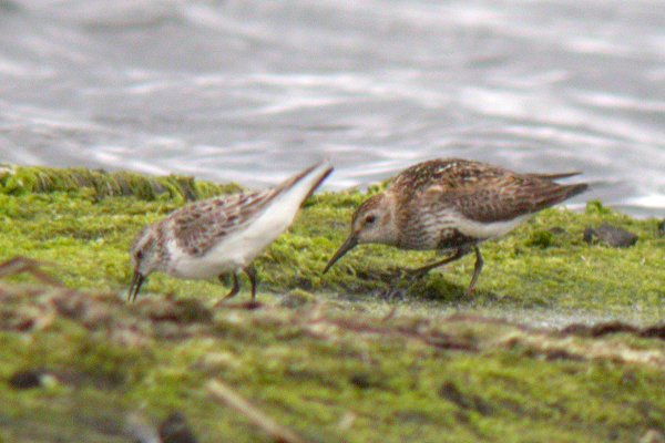 Semipalmated Sandpiper