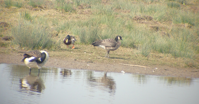 Small Canada Goose