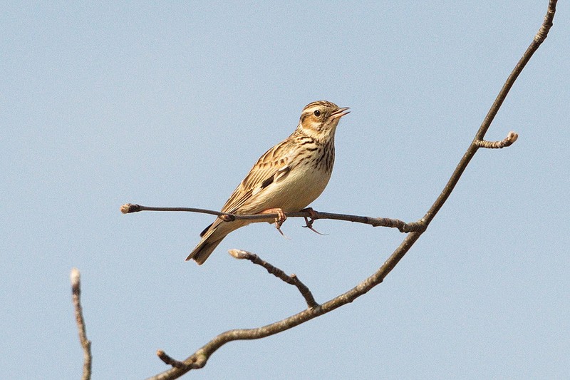 Woodlark