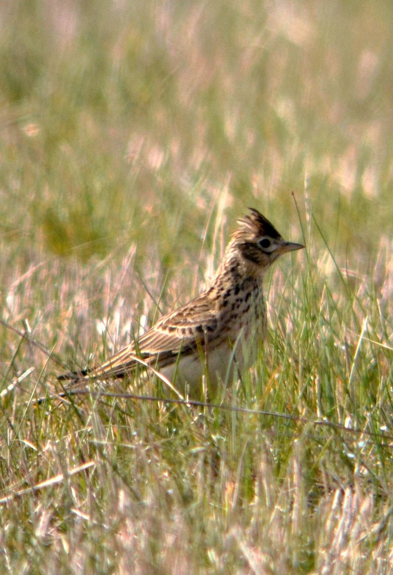 Skylark