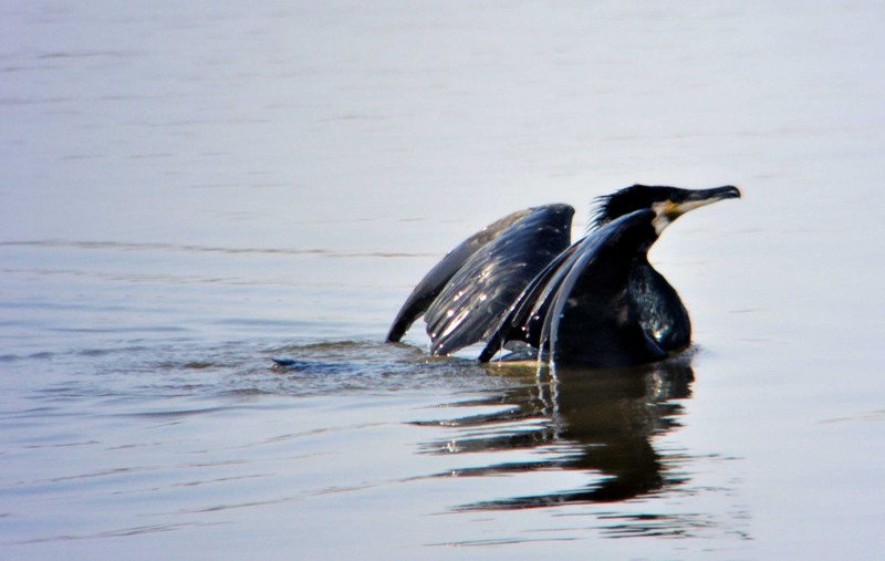 Cormorant