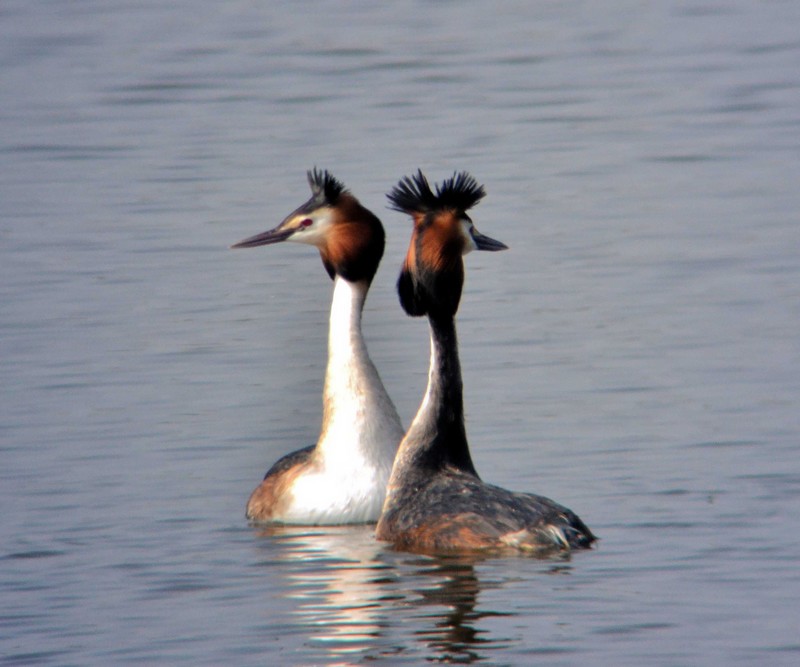 Great Crested Grebe