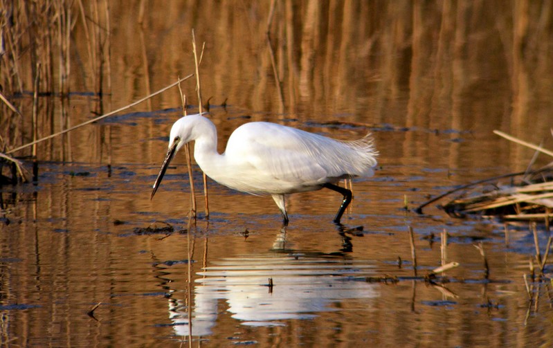 Little Egret