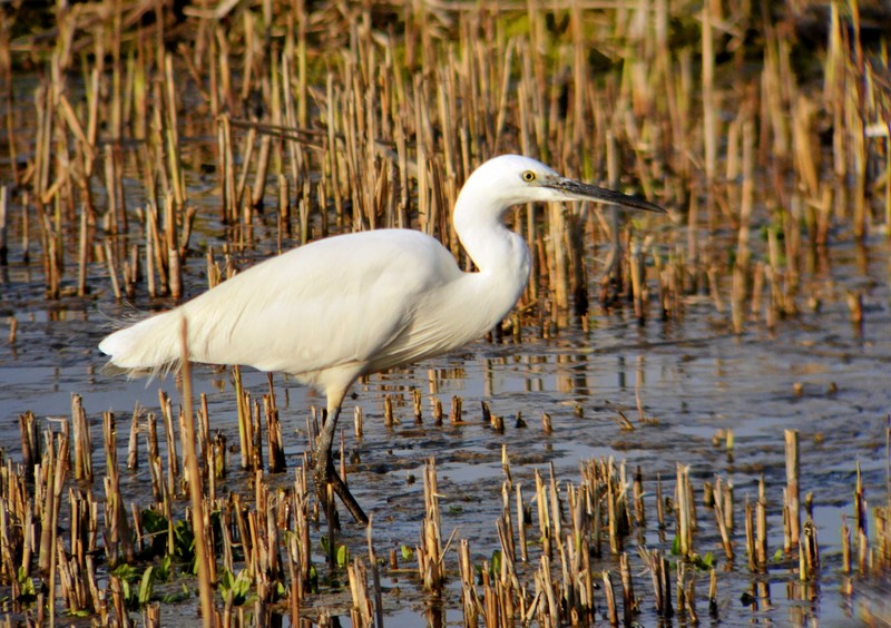 Little Egret