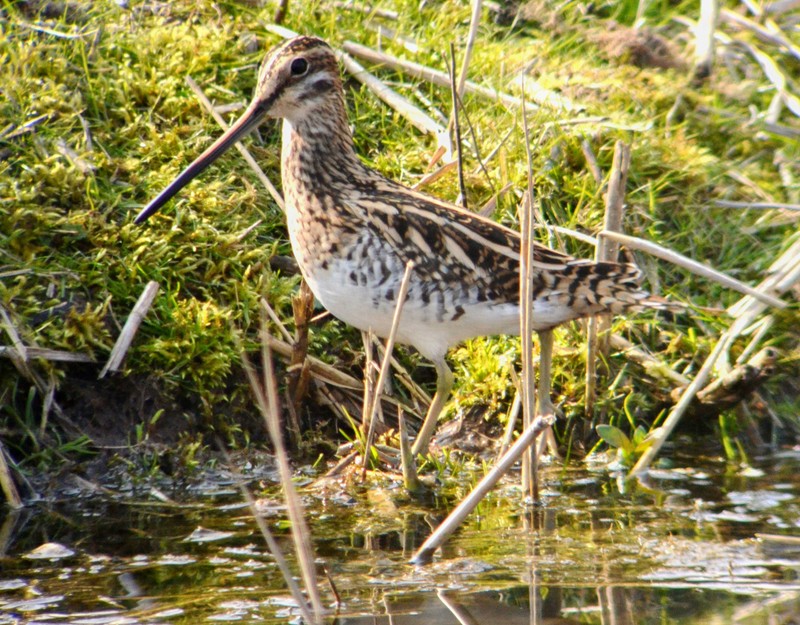 Snipe