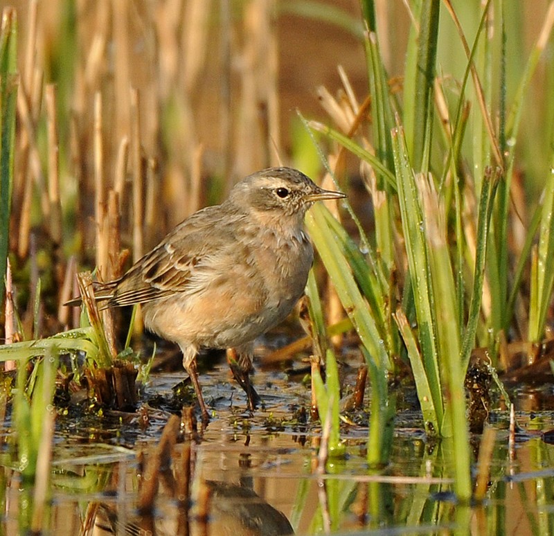 Water Pipit