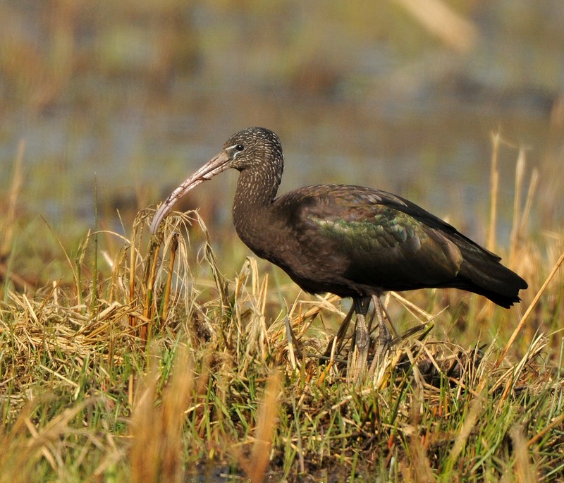 Glossy Ibis