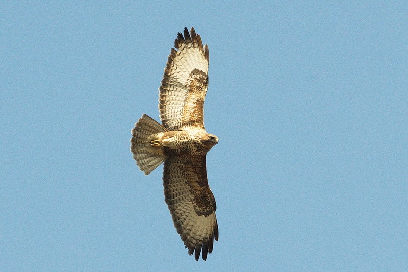 Common Buzzard