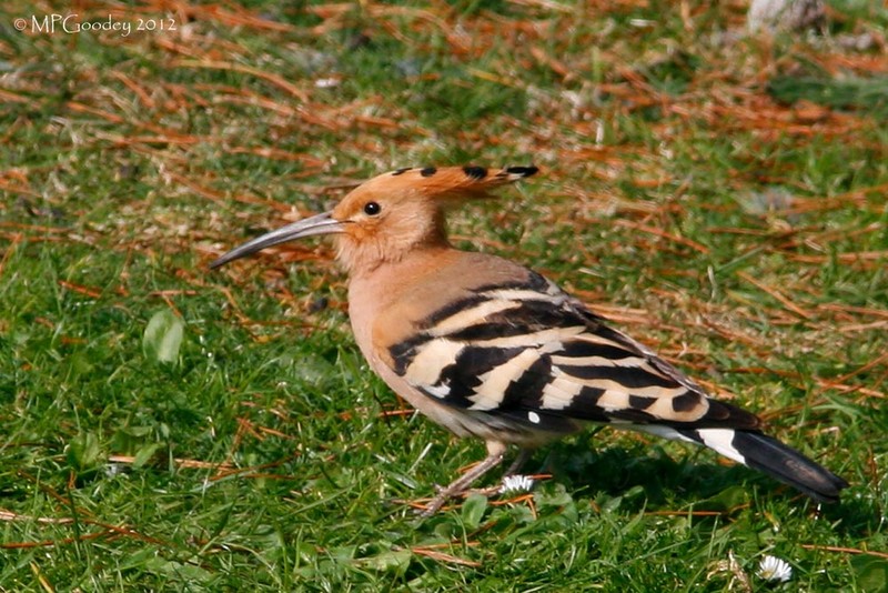 Hoopoe