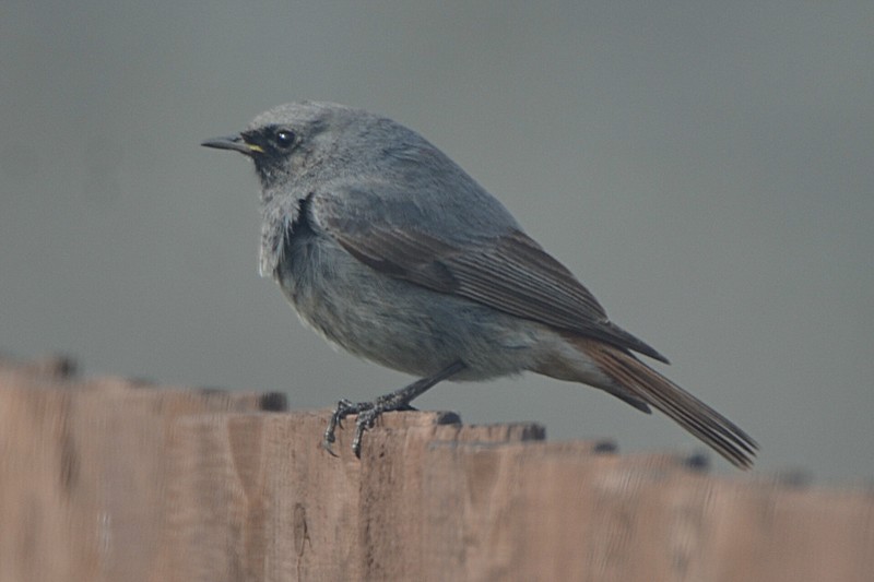 Black Redstart