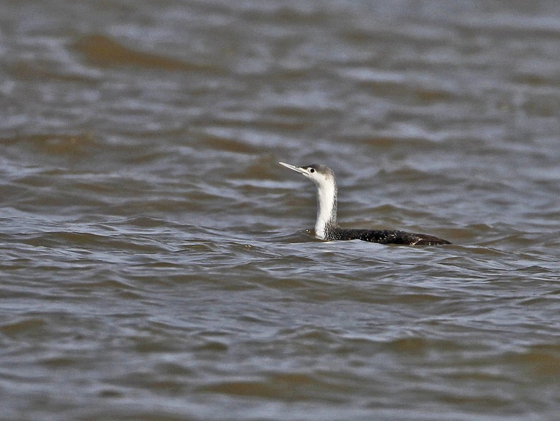 Red-throated Diver