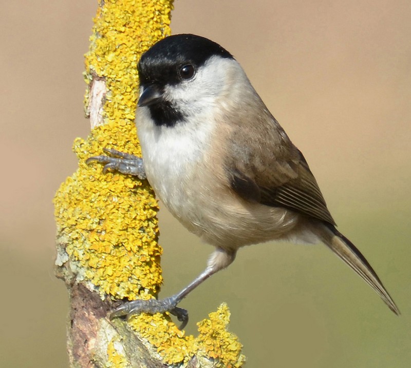 Marsh Tit