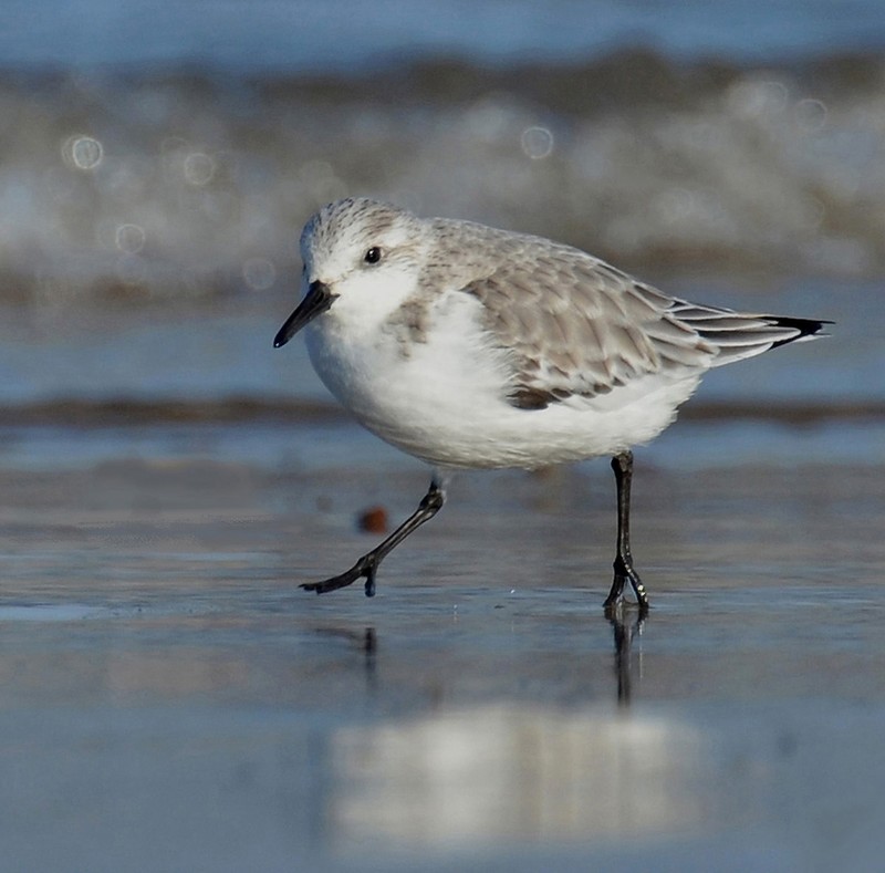 Sanderling
