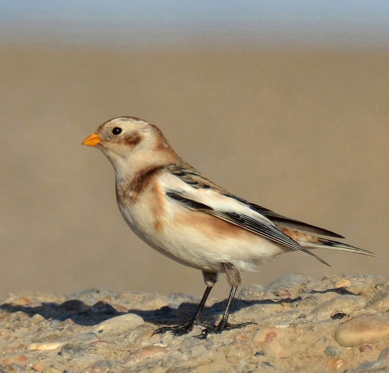 Snow Bunting