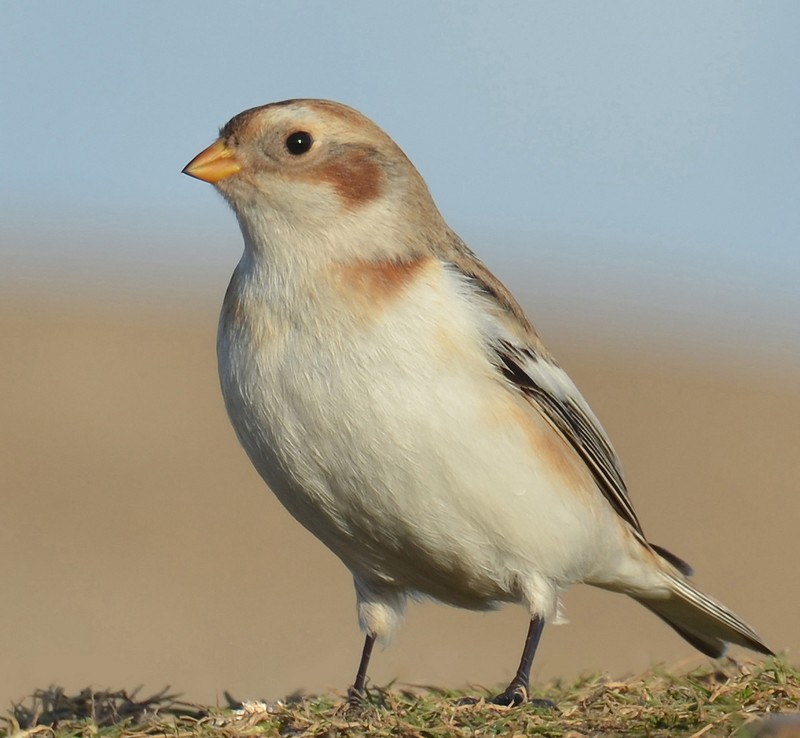 Snow Bunting