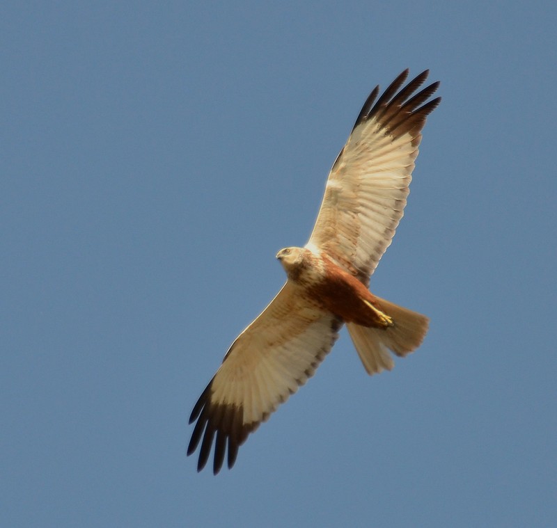 Marsh Harrier