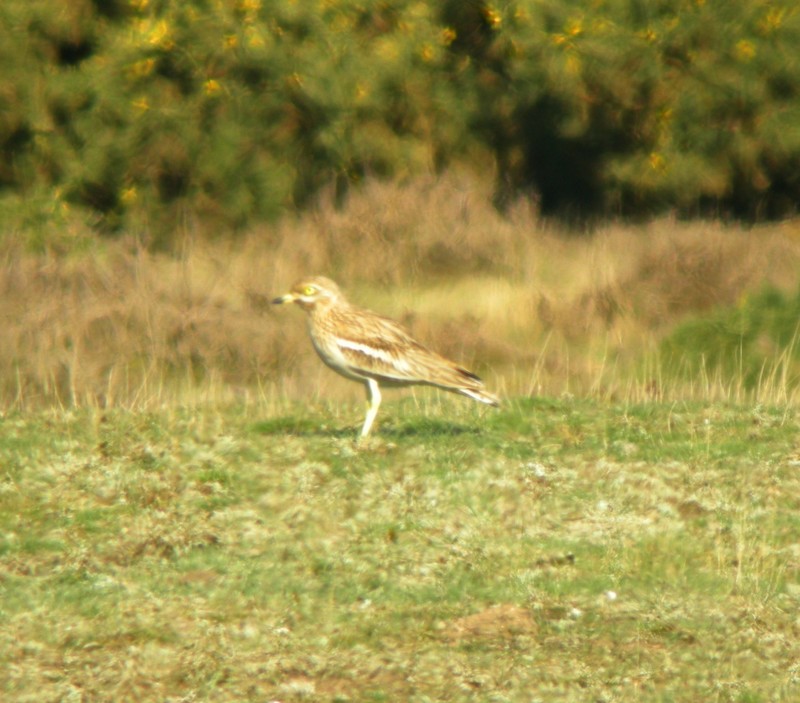 Stone Curlew