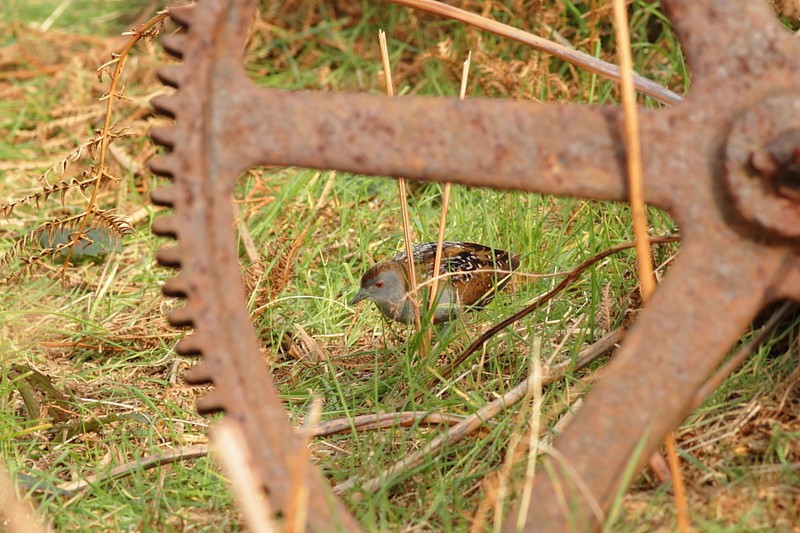 Baillon's Crake