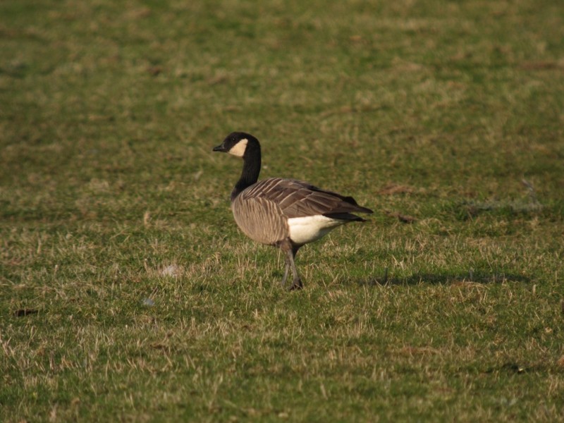 Cackling Canada Goose
