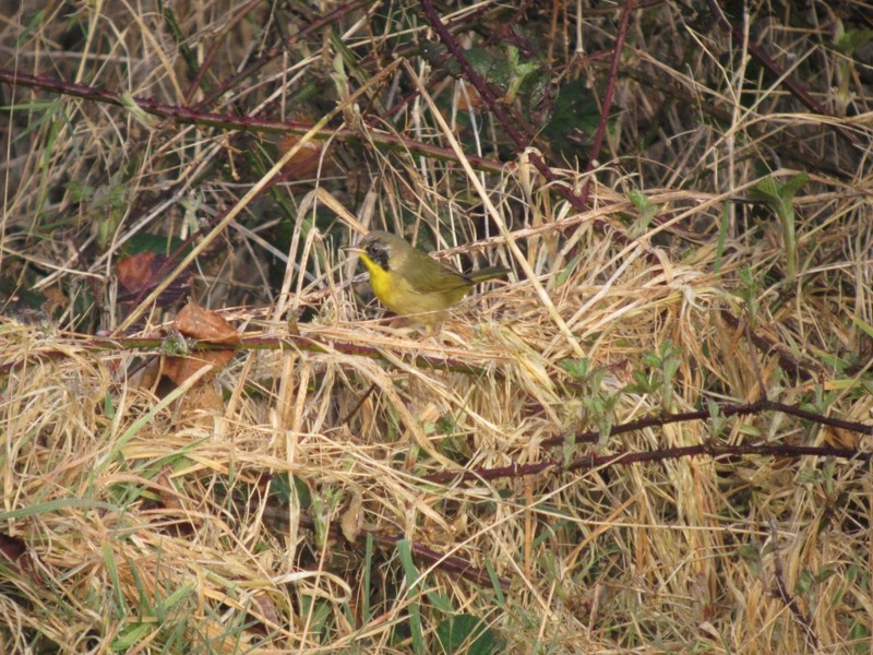 Common Yellowthroat