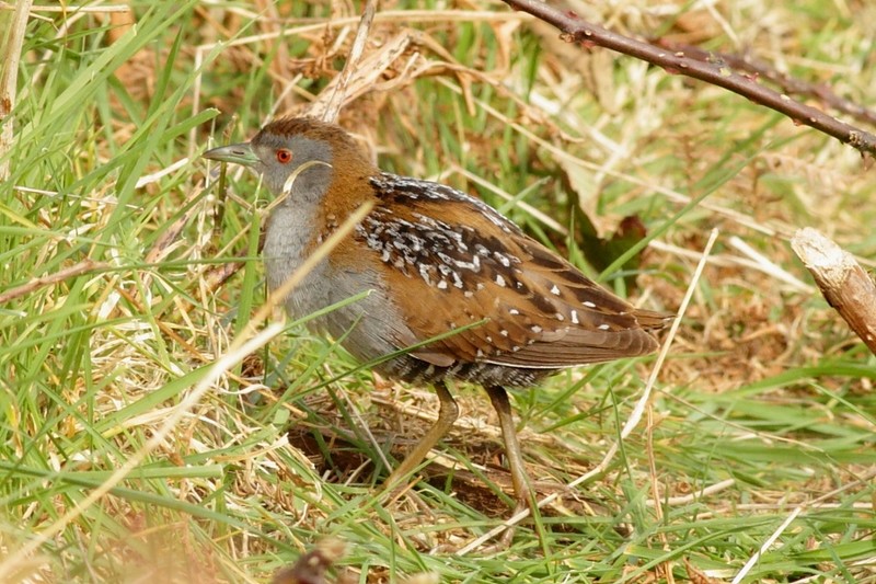 Baillon's Crake