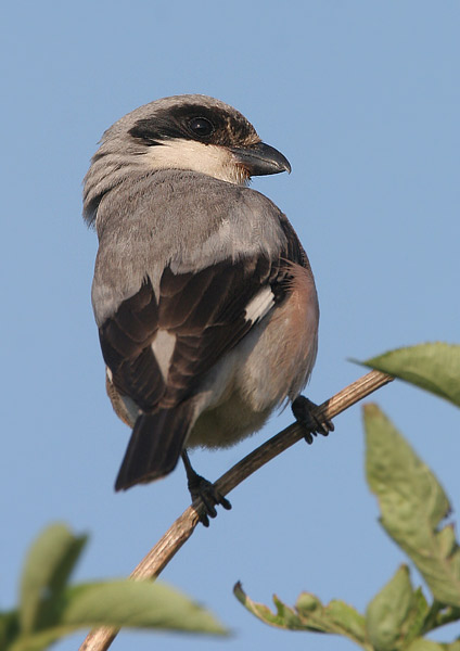 Lesser Grey Shrike