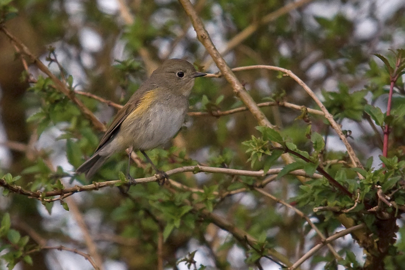 Red-flanked Bluetail