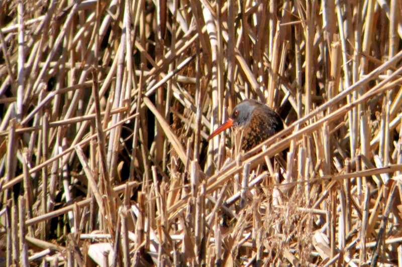 Water Rail
