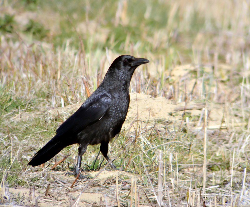 Carrion Crow