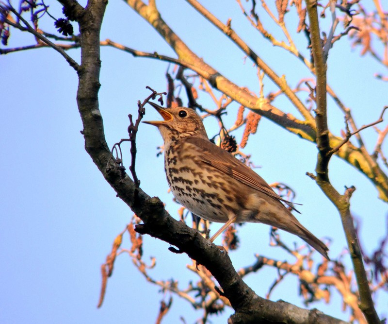 Song Thrush