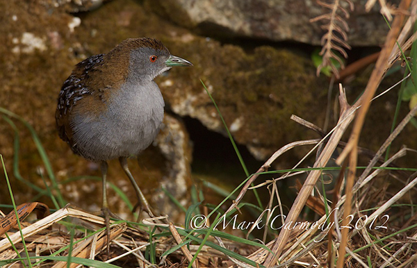 Baillon's Crake